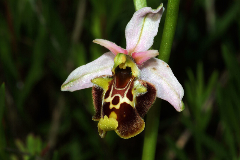 Ophrys holosericea subsp. holosericea